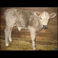 novy prirustek listopad 09 - bycek1.JPG